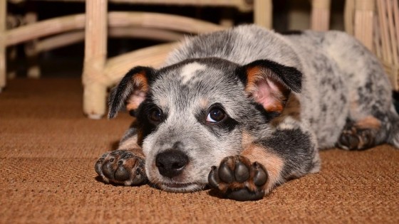 Desarrollo comportamental del cachorro/gatito — Tu mascota te quiere decir algo — Paren Todo | El Espectador 810