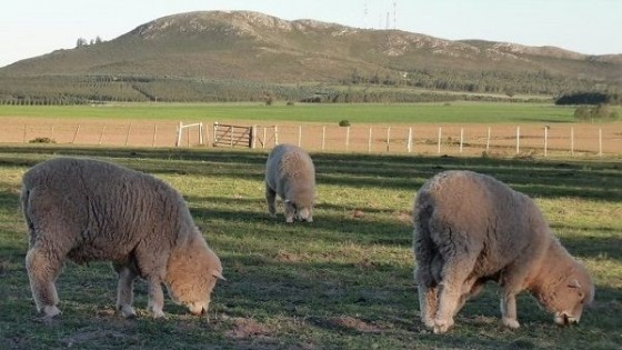 Corriedale: Evia deja un gran legado en la raza — Zafra — Dinámica Rural | El Espectador 810