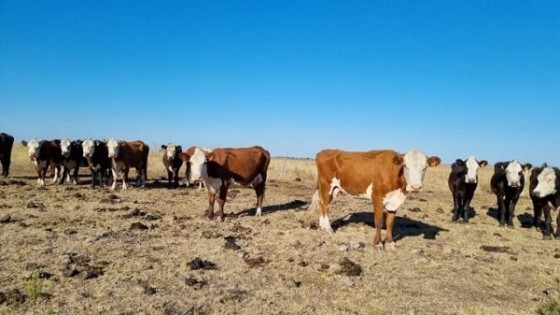 Plan Agropecuario, con medidas paliativas en Artigas — Extensión — Dinámica Rural | El Espectador 810