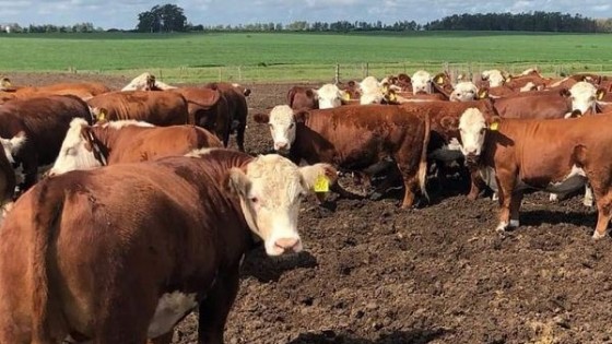 Hereford: En Expo Durazno ponemos ''calidad en pista que ratifica a la raza país'' — Exposiciones — Dinámica Rural | El Espectador 810