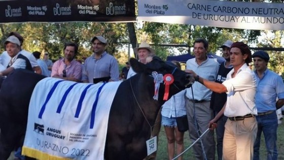 Expo Durazno: Angus con más de 200 reproductores en pista — Exposiciones — Dinámica Rural | El Espectador 810