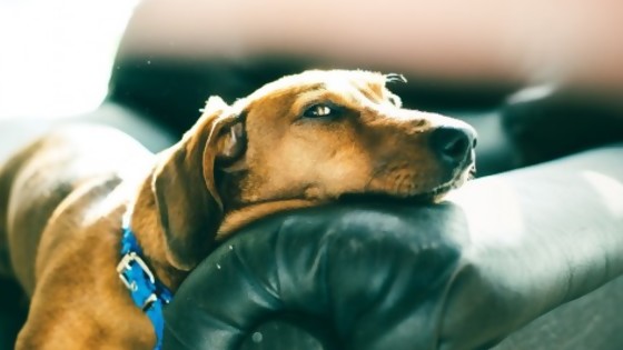 Quiero mirar el Mundial y que mi mascota no me destruya el sillón — Tu mascota te quiere decir algo — Paren Todo | El Espectador 810