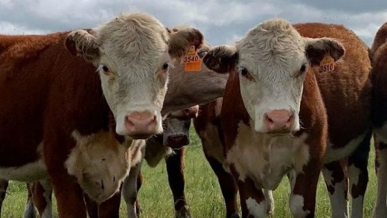 E. Otonelli: ''Los precios para la carne hacen a una ganadería eficiente'' — Extensión — Dinámica Rural | El Espectador 810