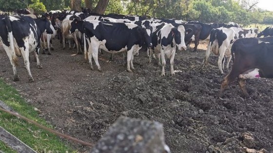 Conaprole impulsa bienestar animal, economía circular y sustentabilidad — Lechería — Dinámica Rural | El Espectador 810