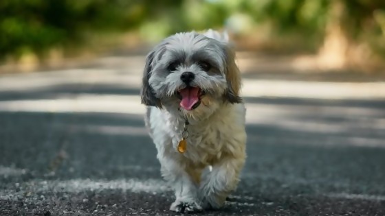 ¿Cómo hago para que no me cinche el perro? — Tu mascota te quiere decir algo — Paren Todo | El Espectador 810