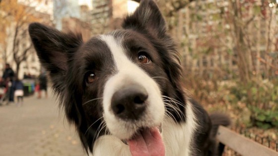 ¿Cómo hacer para que mi mascota me deje tranquilo a la hora de comer? — Tu mascota te quiere decir algo — Paren Todo | El Espectador 810