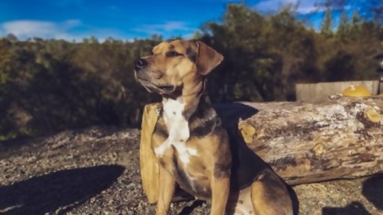 ¿Por qué mi perro hace pozos? — Tu mascota te quiere decir algo — Paren Todo | El Espectador 810