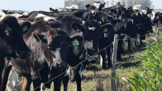 F. Hernández: ''Seguimos sin solución'' — Lechería — Dinámica Rural | El Espectador 810