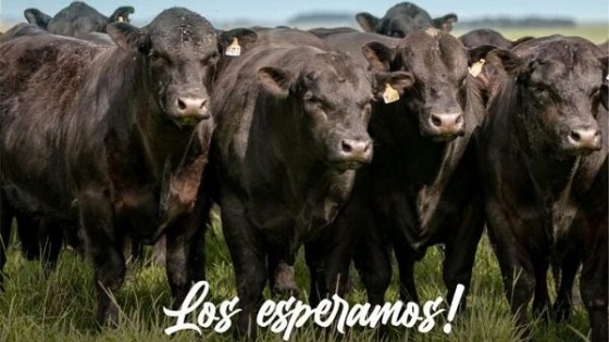 Gira Nacional Angus: ''San José del Yaguarí'' mostrará su esencia  — Exposiciones — Dinámica Rural | El Espectador 810