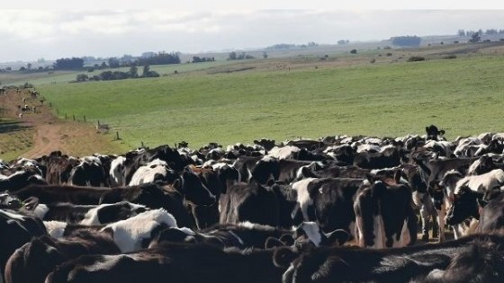 Lechería: Costos de producción, dólar y producción inciden en la ecuación económica — Lechería — Dinámica Rural | El Espectador 810