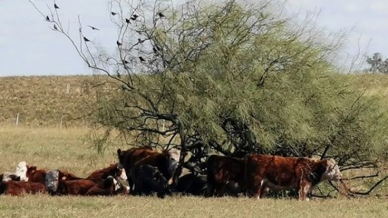 Invierno: Manejo y  prevención claves para minimizar enfermedades respiratorias — Extensión — Dinámica Rural | El Espectador 810