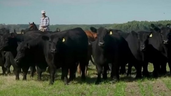 Expo Flores promete muy buena genética Angus — Exposiciones — Dinámica Rural | El Espectador 810