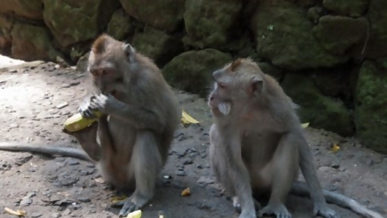 Vestigio animal — Tu mascota te quiere decir algo — Paren Todo | El Espectador 810