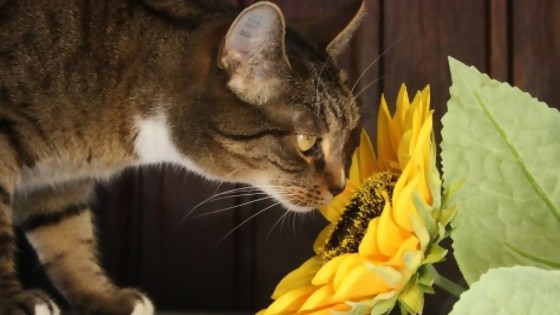 ¡Oye Garfield no te comas mis plantas! — Tu mascota te quiere decir algo — Paren Todo | El Espectador 810