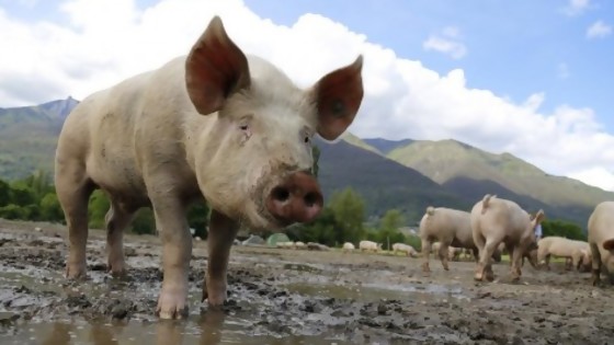 Rebelión en la granja: ellos pueden hacerlo — ¡Qué animal! — Abran Cancha | El Espectador 810