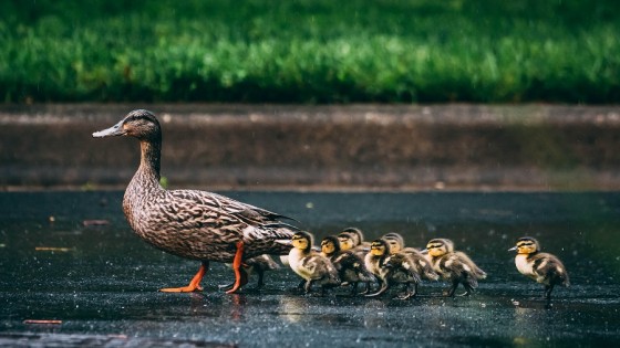 Un premio para la investigación sobre por qué los patitos nadan en fila — Informes — No Toquen Nada | El Espectador 810