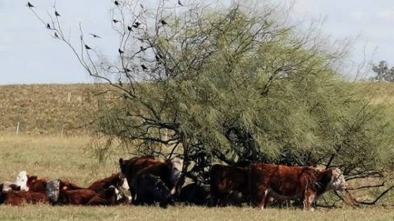 M. Bidegain: ''ratificamos lluvias por debajo de lo normal'' — Clima — Dinámica Rural | El Espectador 810