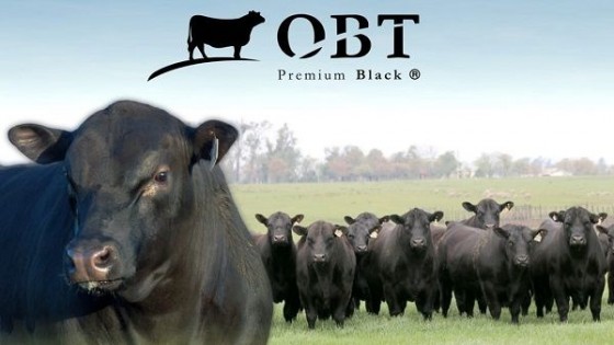 OBT: ''Lo mejor de la raza Black Angus'' — Zafra — Dinámica Rural | El Espectador 810