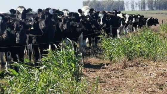 CILU: ''Nos vemos afectados por un conflicto que no debería ser'' — Lechería — Dinámica Rural | El Espectador 810