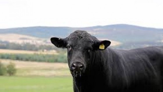 Black Angus en Alférez y Remata Bachino Agronegocios — Zafra — Dinámica Rural | El Espectador 810