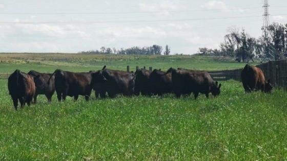 R. Mateu: ''tenemos muy buenos ganados'' — Zafra — Dinámica Rural | El Espectador 810