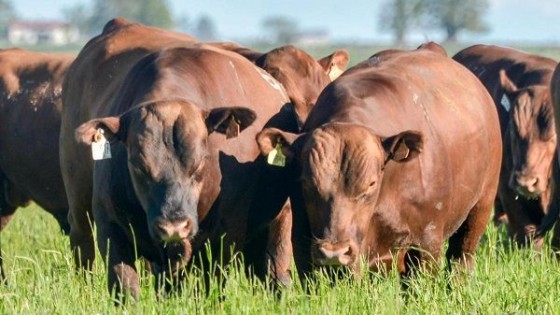 Filliat pone lo mejor a venta — Zafra — Dinámica Rural | El Espectador 810