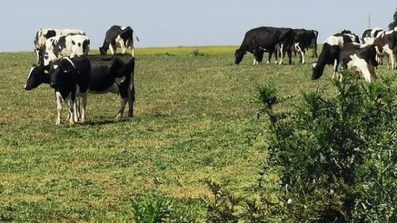 J. Zavala: ''En un tercer año Niña se hace difícil producir'' — Lechería — Dinámica Rural | El Espectador 810