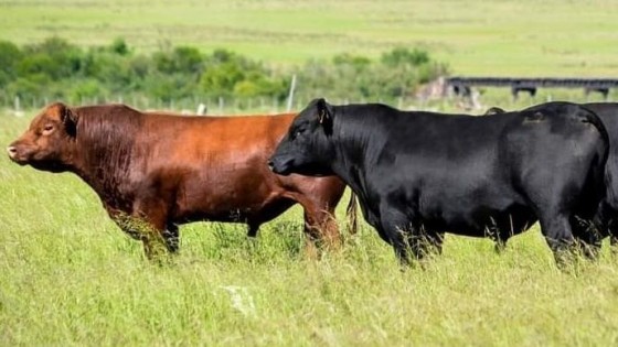 ''María Isabel'', con genética de punta — Zafra — Dinámica Rural | El Espectador 810