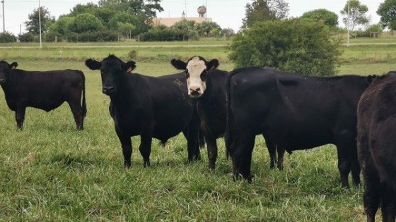 MGAP informó que hay baja prevalencía de Brucelosis  — Sanidad — Dinámica Rural | El Espectador 810