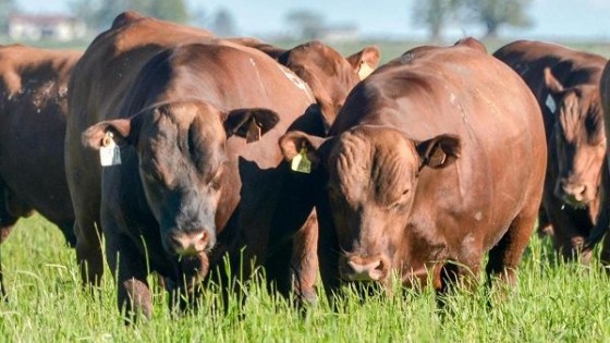 La Empastada subasta 41 toros en su 40° remate Red Angus con facilidad de parto — Zafra — Dinámica Rural | El Espectador 810