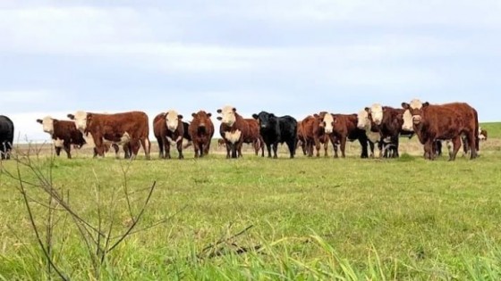 F. Constantin: ''En lo previo estamos con mejor escenario'' — Zafra — Dinámica Rural | El Espectador 810