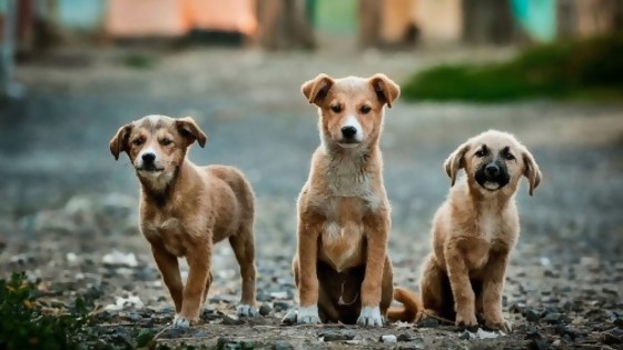 Cómo encontrar a tu perro perdido — Segmento humorístico — La Venganza sera terrible | El Espectador 810