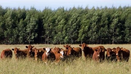 C. Faroppa: impulsamos ''acciones conjuntas en prevención de incendios forestales'' — Política — Dinámica Rural | El Espectador 810