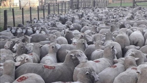 M. García Pintos: en el SUL ''siempre tenemos desafíos y en mente el salto cuantitativo y cualitativo'' — Mercado Lanero — Dinámica Rural | El Espectador 810