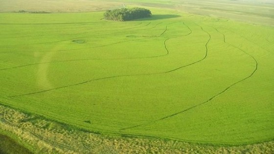 Se sembró el 95% del área, el precio provisorio es de 11.45 dólares y se espera que prospere el mercado de Japón  — Comercio Exterior — Dinámica Rural | El Espectador 810