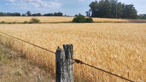 Las lluvias dan alivio y generan expectativas en la zafra de invierno y verano — Siembra y Cosecha — Dinámica Rural | El Espectador 810