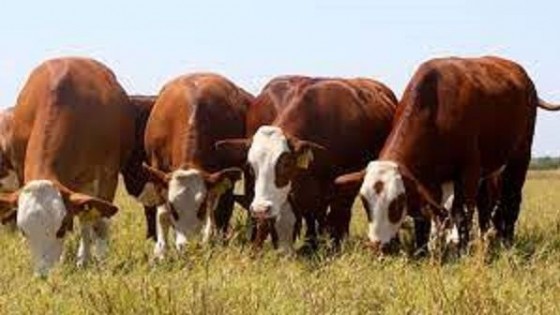 El USDA notificó aprobación de Estados Unidos para comerciar carne de Paraguay — Sanidad — Dinámica Rural | El Espectador 810