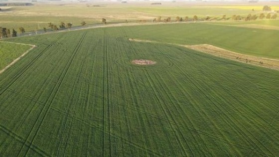 El encalado se expande con resultados productivos positivos — Tecnología — Dinámica Rural | El Espectador 810