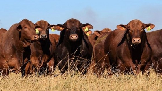 Argentina es sinónimo de Brangus, y también será sede del mundial de la raza  — Exposiciones — Dinámica Rural | El Espectador 810