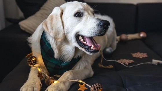 ¿Cómo afectan los fuegos artificiales a las mascotas? — Tu mascota te quiere decir algo — Paren Todo | El Espectador 810