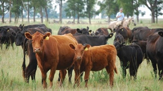 ''Biogénesis Bagó promueve Forbox contra la garrapata'' — Innovación — Dinámica Rural | El Espectador 810