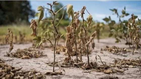 Argentina: Hay preocupación por la inflación, que es del 95% y la falta de lluvias que afectan la productividad y economía  del país — Clima — Dinámica Rural | El Espectador 810