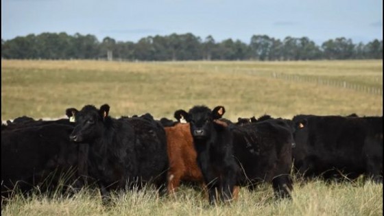 ''Cuando tomar medidas a tiempo te ayuda a transitar por la sequía'' — Extensión — Dinámica Rural | El Espectador 810