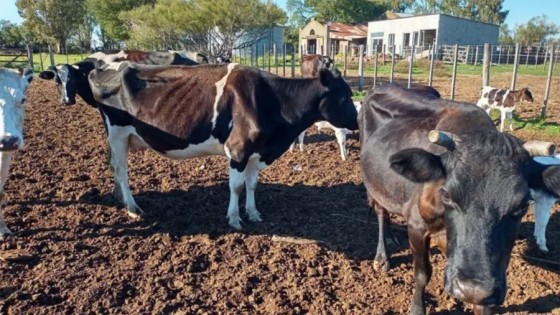 Sin reservas de agua ni de pasturas y granos, el sector lechero enfrenta una crisis severa por la sequía — La Entrevista — Más Temprano Que Tarde | El Espectador 810