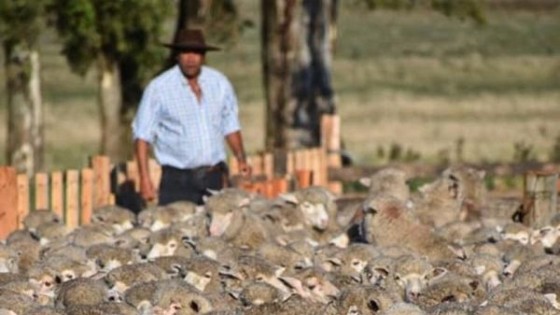 Stock, mercados, inversión y rol del ovino en la ganadería de hoy — Mercado Lanero — Dinámica Rural | El Espectador 810