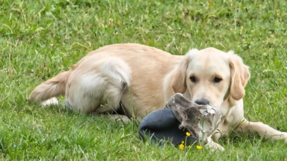 ¿Cómo hago para dejar sola a mi mascota en casa y que no la destruya? — Tu mascota te quiere decir algo — Paren Todo | El Espectador 810