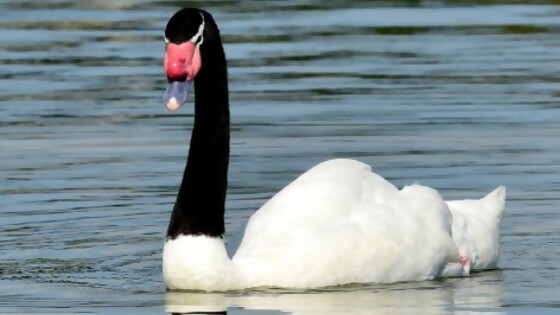 Gripe aviar: protocolo para cisnes, transnes, fluidnes y otras disidencianes/ Sección: como 10 noticias en 1 minuto — Columna de Darwin — No Toquen Nada | El Espectador 810