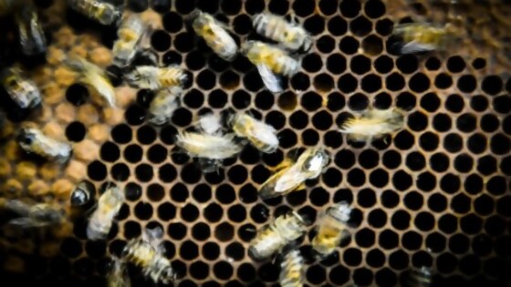 Algunas respuestas sobre la apicultura y las abejas del Uruguay — NTN Concentrado — No Toquen Nada | El Espectador 810