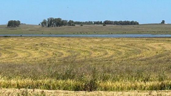 ''Marzo terminará con temperaturas  por encima de lo  normal y pocas lluvias'' — Clima — Dinámica Rural | El Espectador 810