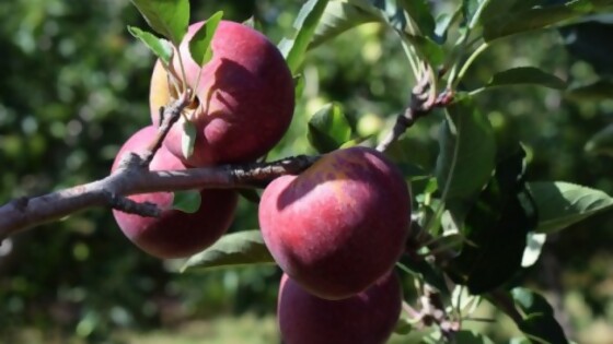 Los efectos de la sequía en la producción hortifrutícola: calidad, precio y fuentes de trabajo — La Entrevista — Más Temprano Que Tarde | El Espectador 810